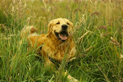 largest golden retriever ever recorded.